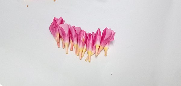 Ganneru / Oleander  flowers